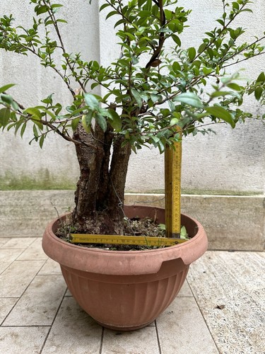 Pre bonsai mirto - pre,