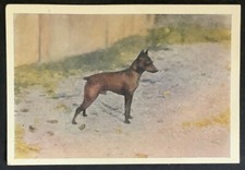 MINIATURE PINSCHER  Min Pin Dog Trade Card 1933 Anker Coffee #64