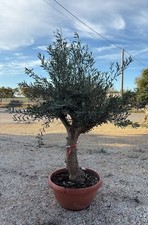 PIANTA DI ULIVO bonsai in