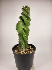 Cereus forbesii spiralis - H 22cm - vaso/pot 10,5cm ??