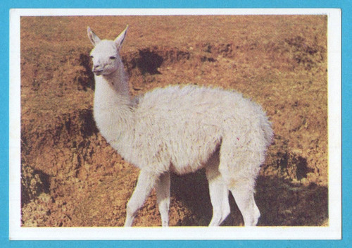 Animali tutto il - tutto,