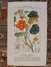 botanica TROPEOLO MAGGIORE /