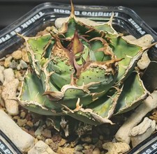 Vaso 10 cm Agave titanota