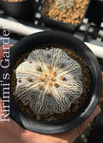 Astrophytum asterias miracle - astrophytum,