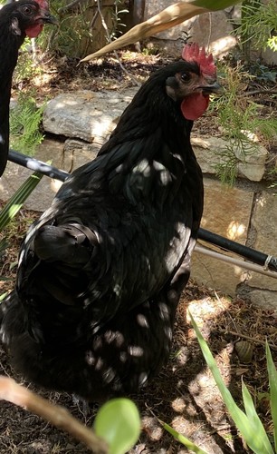 Uova feconde australorp - uova, di