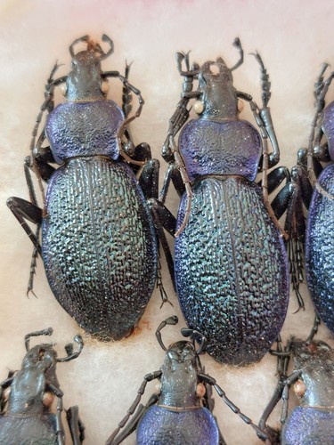 Carabus croaticus - ,