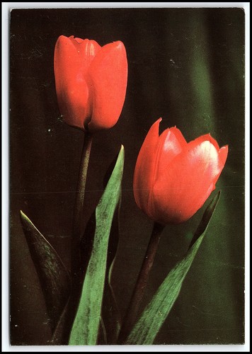 Cartolina fotografica floreale