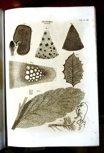 1849 stampa antica - stampa,