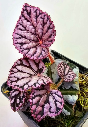 Begonia spirito bali rosa - di,