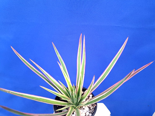 Yucca aloifolia variegated - aloifolia,
