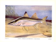 SERGENTE SNOOK FISH ROBALO ~ Antico gioco sportivo anni 40 pesca pescatore stampa artistica