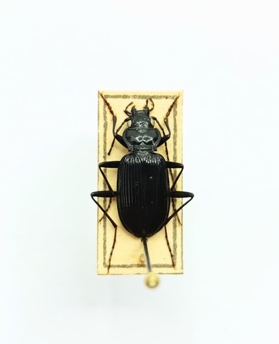 Entomology taxidermy - entomology,