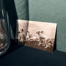 Cartolina cane Setter inglese