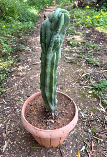Myrtillocactus geometrizans - ,