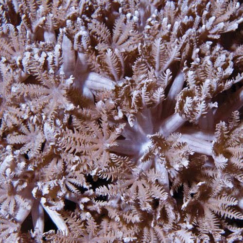 Acquacoltura pom xenia - pom,