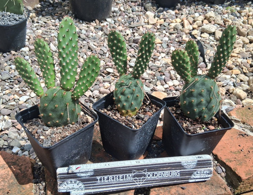 Opuntia polyacantha - , di