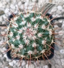 Mammillaria sonorensis REP563 Pot9