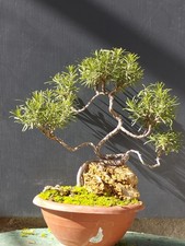 Bonsai di Rorsmarino Selvatico