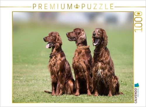 Calvendo puzzle irish setter - puzzle,