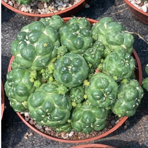 Pianta succulenta cactus - succulenta,