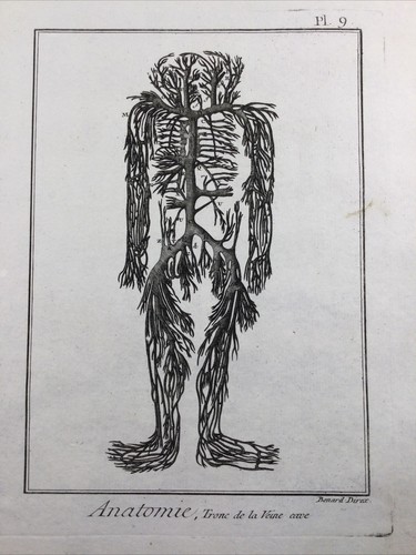 Angiologie 1779 anatomie - angiologie,