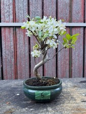 Bonsai melo n5 - di,