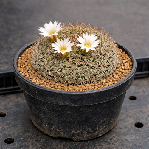 Mammillaria schmollii rog - mammillaria,