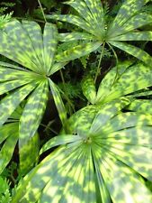 AQ 1891XT Licuala Spinosa Greenplants Seeds Zaden semi pezzo 2