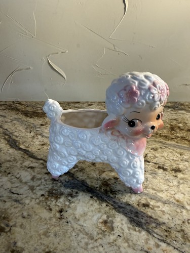 Agnello pelo riccio - agnello, a