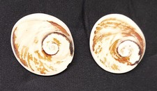 Fossile naturale di conchiglia