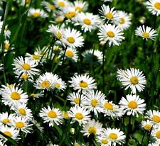 500 Semi Pratolina comune