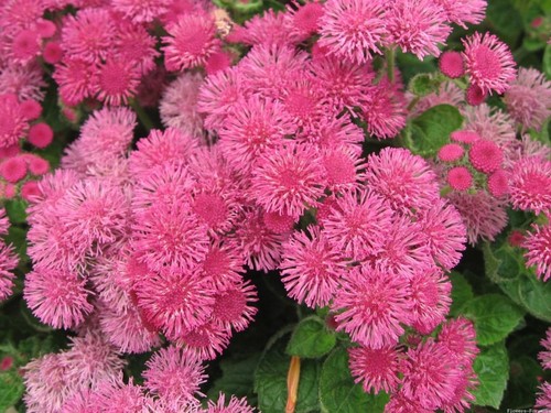 Ageratum seёds 25000 - ageratum,
