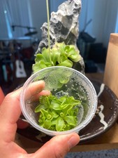Pinguicula moranensis - Tissue