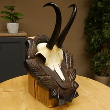 Gamsgeweih Geiß Sl 17,8 CM