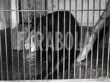 Foto Vintage Animali zoo di Milano, orso in gabbia, anni 60, stampa 24x18 cm