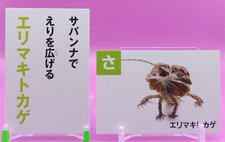 Coppia carte Karuta carta