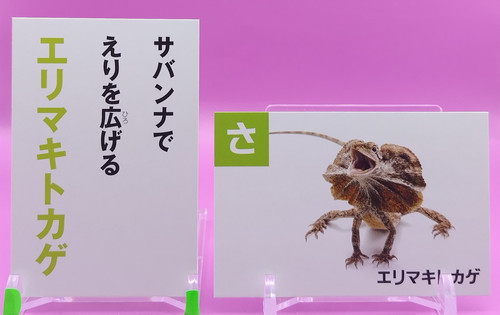 Coppia carte karuta - coppia, carta