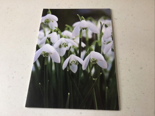 Trebah gardens falmouth dvd - gardens,