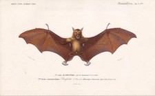 1861 INDIAN FRUIT BAT Print -