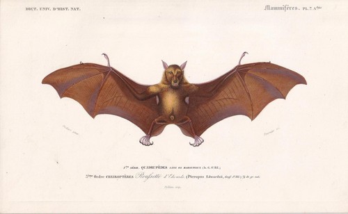 Stampa pipistrello della - stampa,