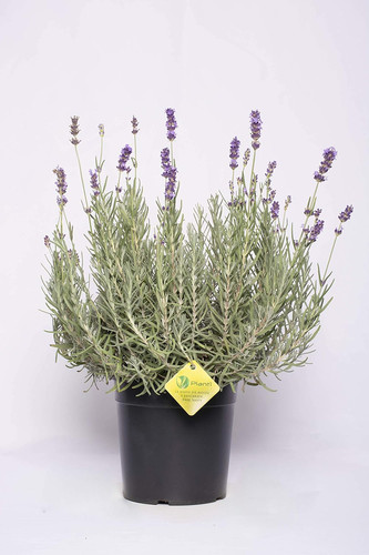 Hidecote blue lavanda - hidecote, blue,