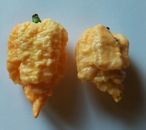 Moruga scorpion peach - t.moruga,