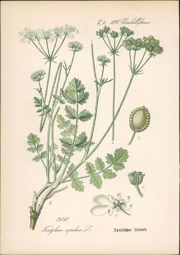 Chromolithographie - ,