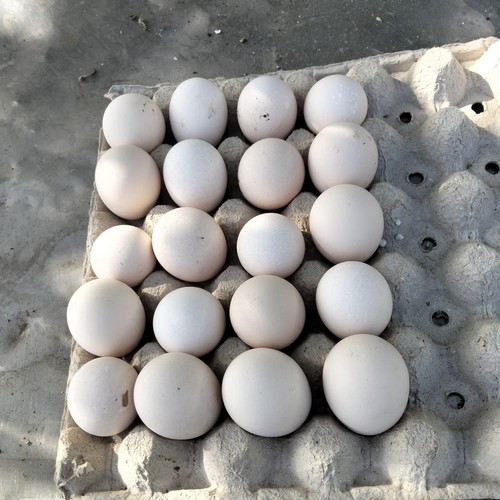 Uova fertili gallina - uova,