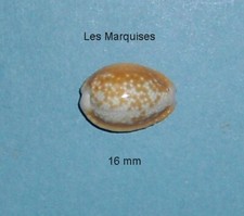 Cypraea  Helvola Bellatrix        Les Marquises     16 mm