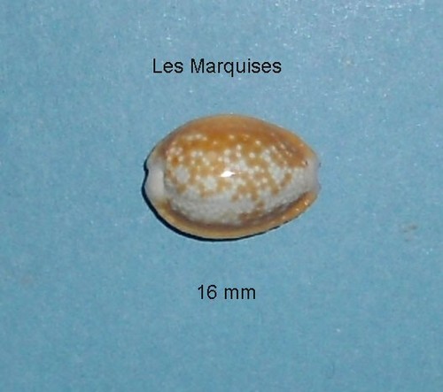 Cypraea helvola bellatrix - ,