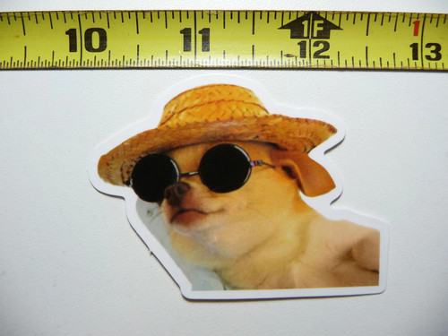 Chihuahua vacanza - in,
