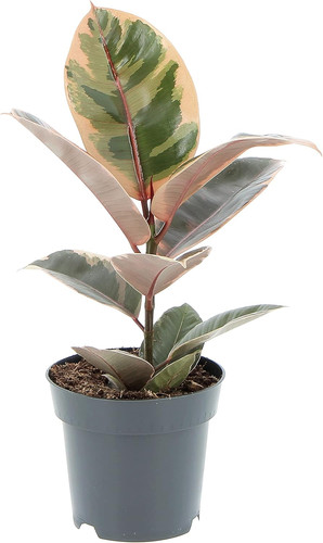 Ficus robusta belize - robusta,