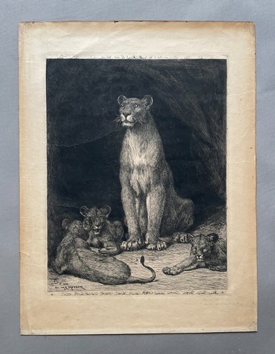 Evert van muyden - van, leonessa