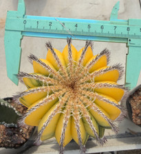 RareSucculente Uebelmannia